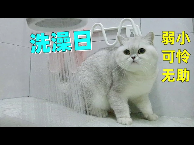 猫咪太贪吃落入主人圈套,得知要洗澡立马躲在角落瑟瑟发抖